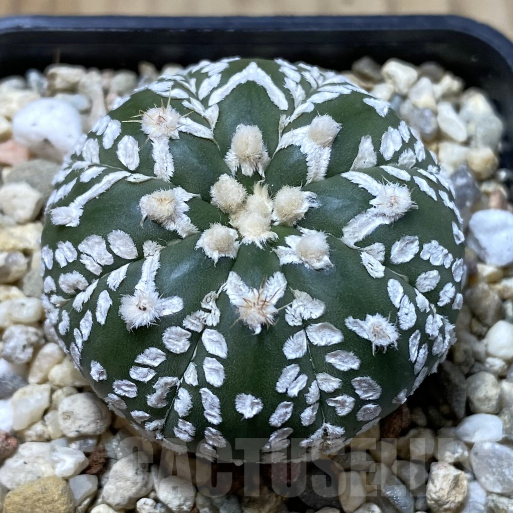 SHPR41611 Astrophytum asterias ‘Super Kabuto’ V-type f. nudum