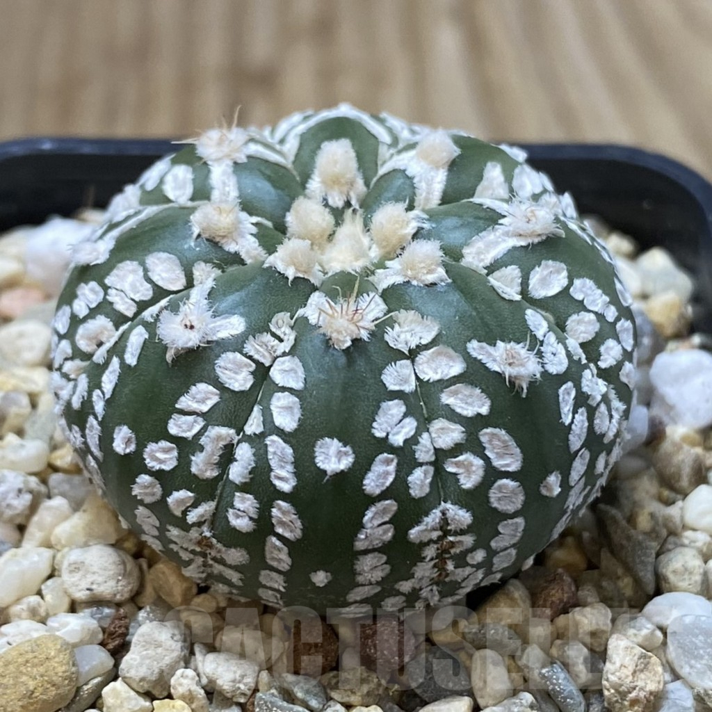 SHPR41611 Astrophytum asterias ‘Super Kabuto’ V-type f. nudum - Obrázek 2