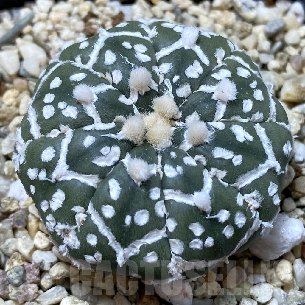 SHPR41612 Astrophytum asterias ‘Super Kabuto’ V-type f. nudum