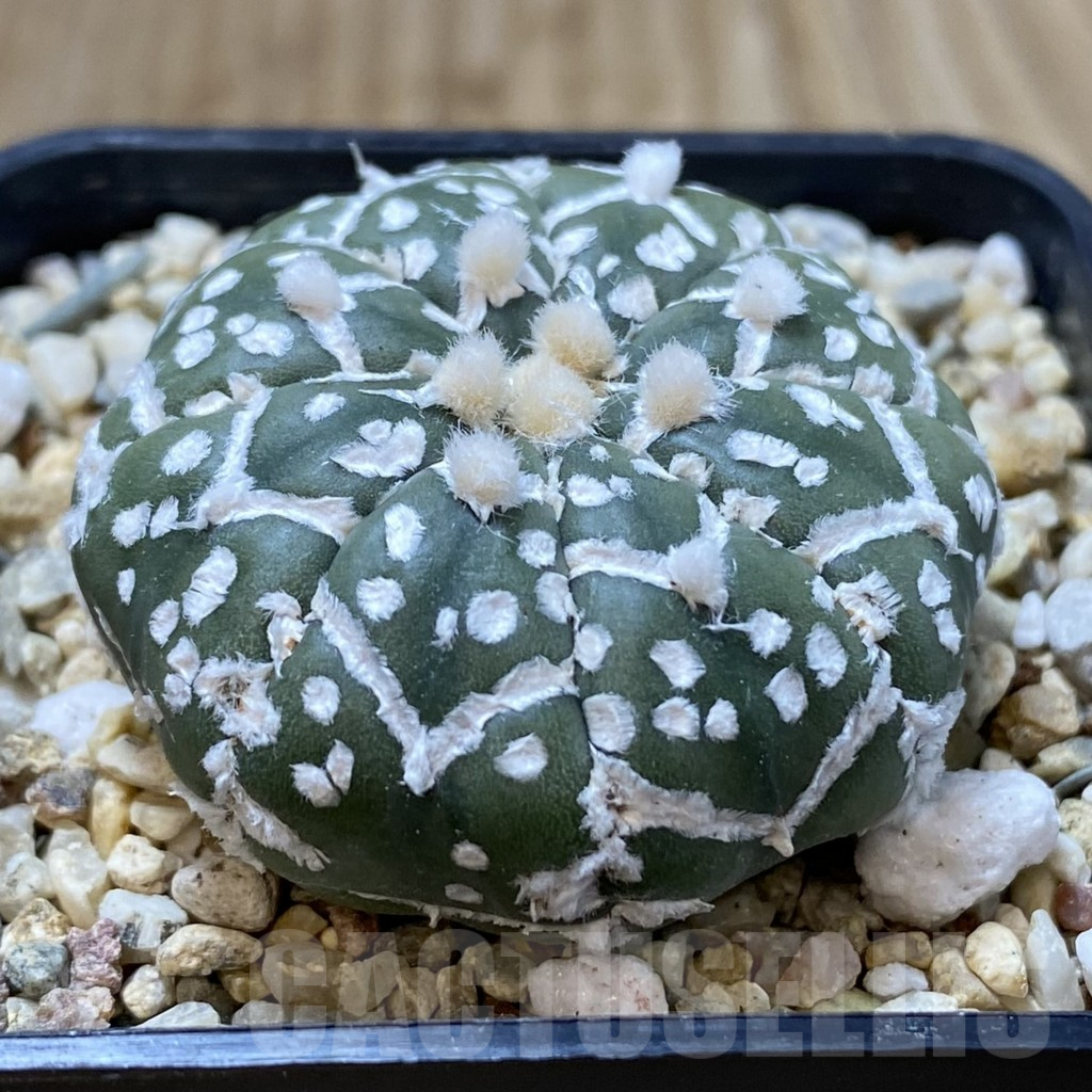 SHPR41612 Astrophytum asterias ‘Super Kabuto’ V-type f. nudum - Obrázek 2