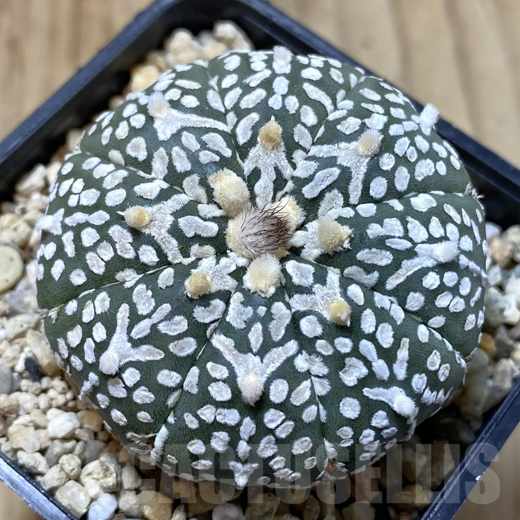 SHPR41613 Astrophytum asterias ‘Super Kabuto’ V-type