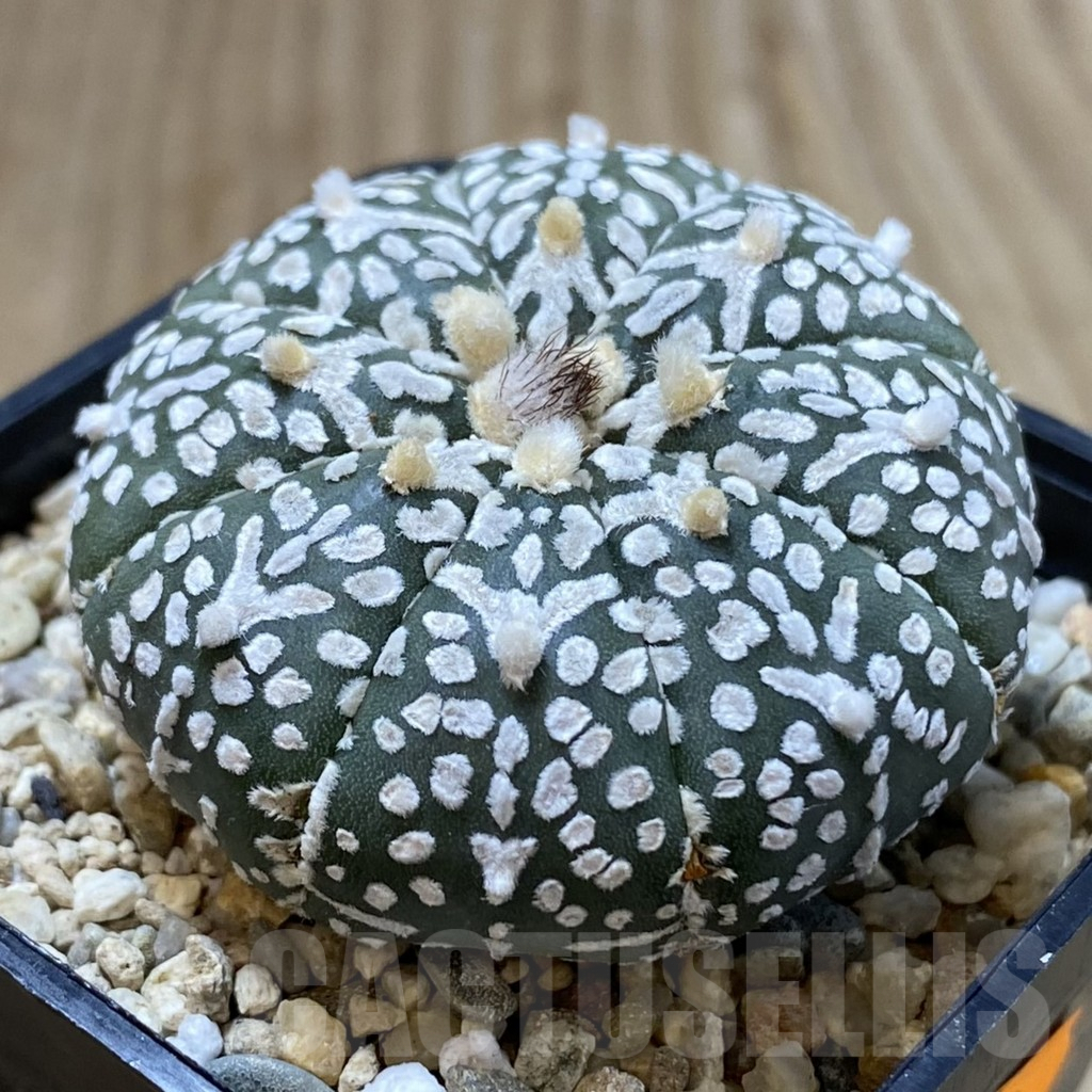 SHPR41613 Astrophytum asterias ‘Super Kabuto’ V-type - immagine 2