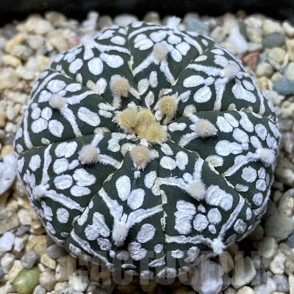 SHPR41615 Astrophytum asterias ‘Super Kabuto’ V-type