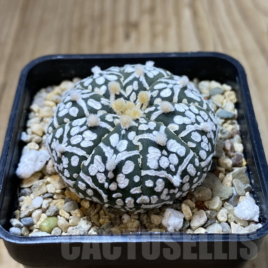 SHPR41615 Astrophytum asterias ‘Super Kabuto’ V-type - Image 2