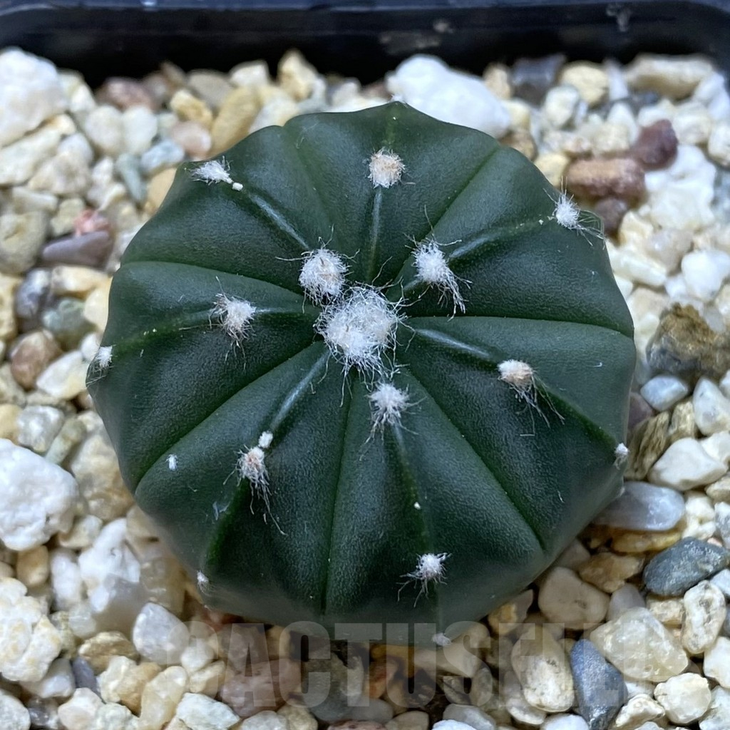 SHPR41616 Astrophytum asterias f. nudum