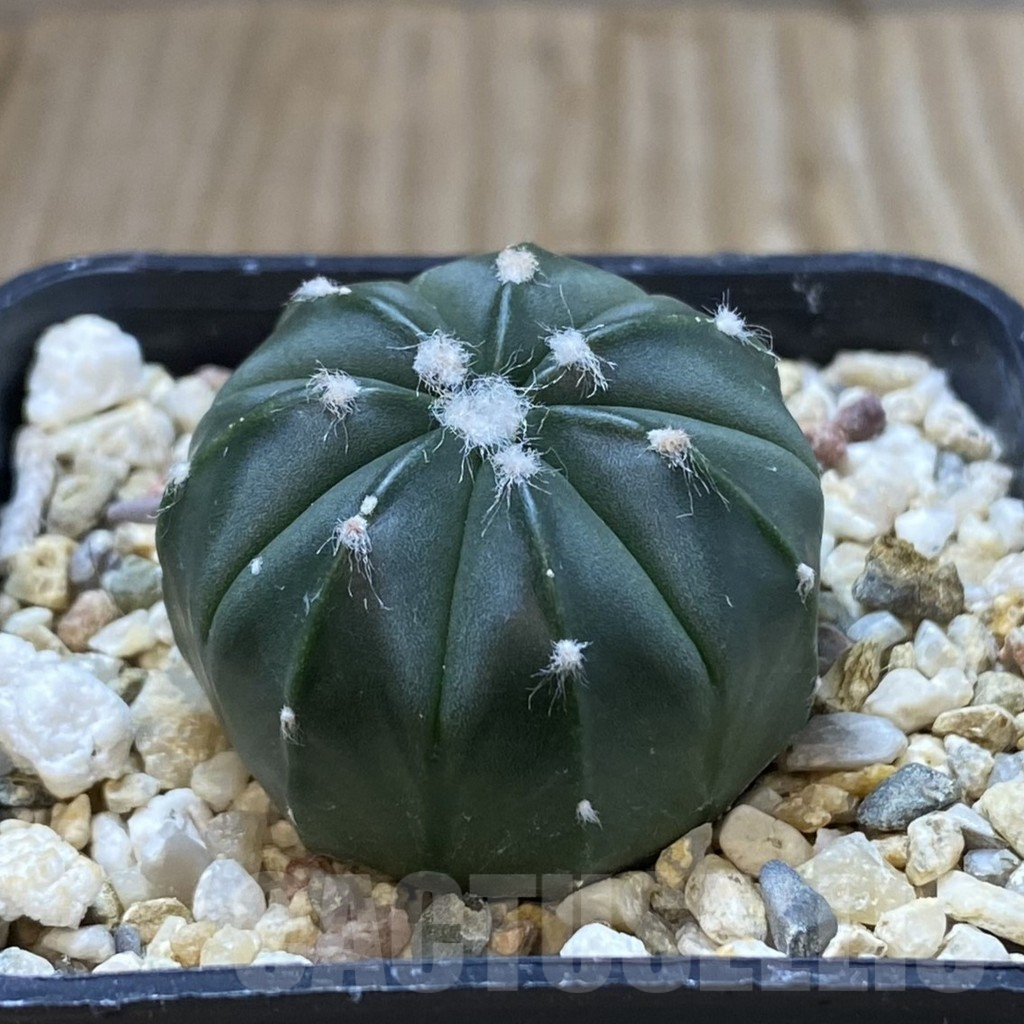 SHPR41616 Astrophytum asterias f. nudum - Image 2