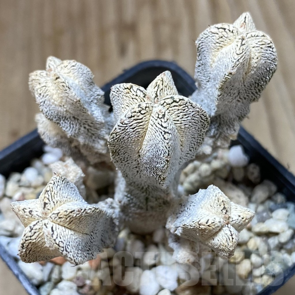 SHPR41618 Astrophytum myriostigma ‘Onzuka’
