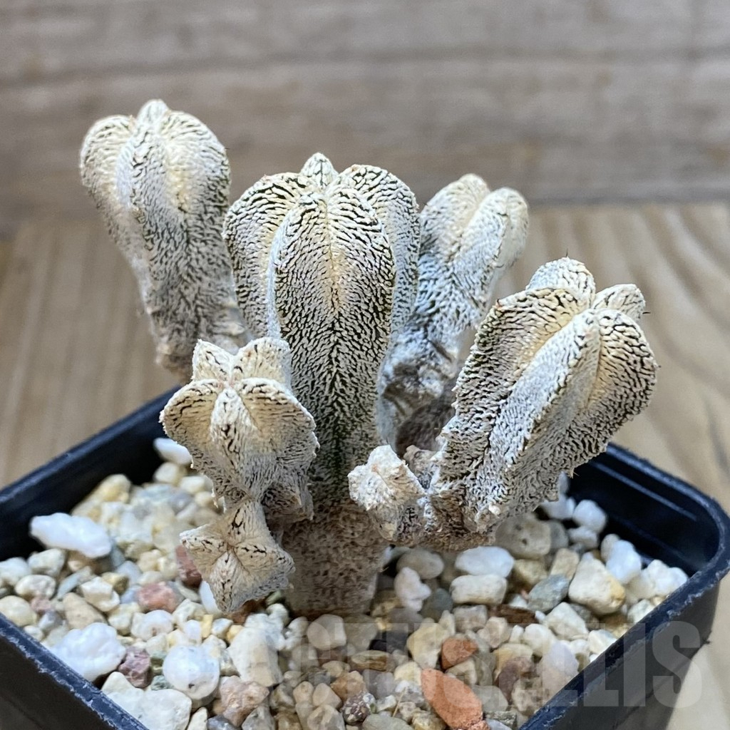 SHPR41618 Astrophytum myriostigma ‘Onzuka’ - Obrázek 2