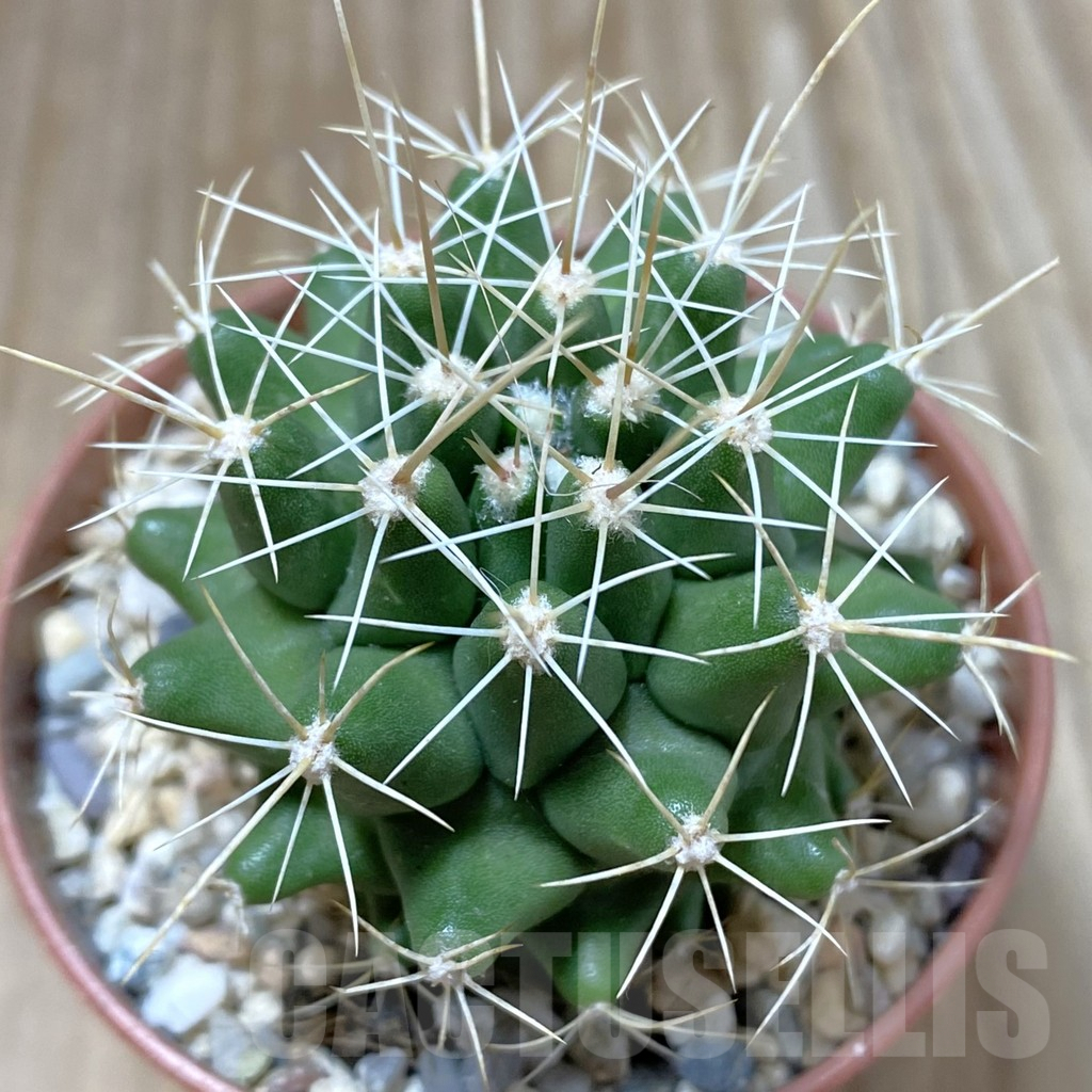 SHPR41573 Thelocactus conothelos v. flavus