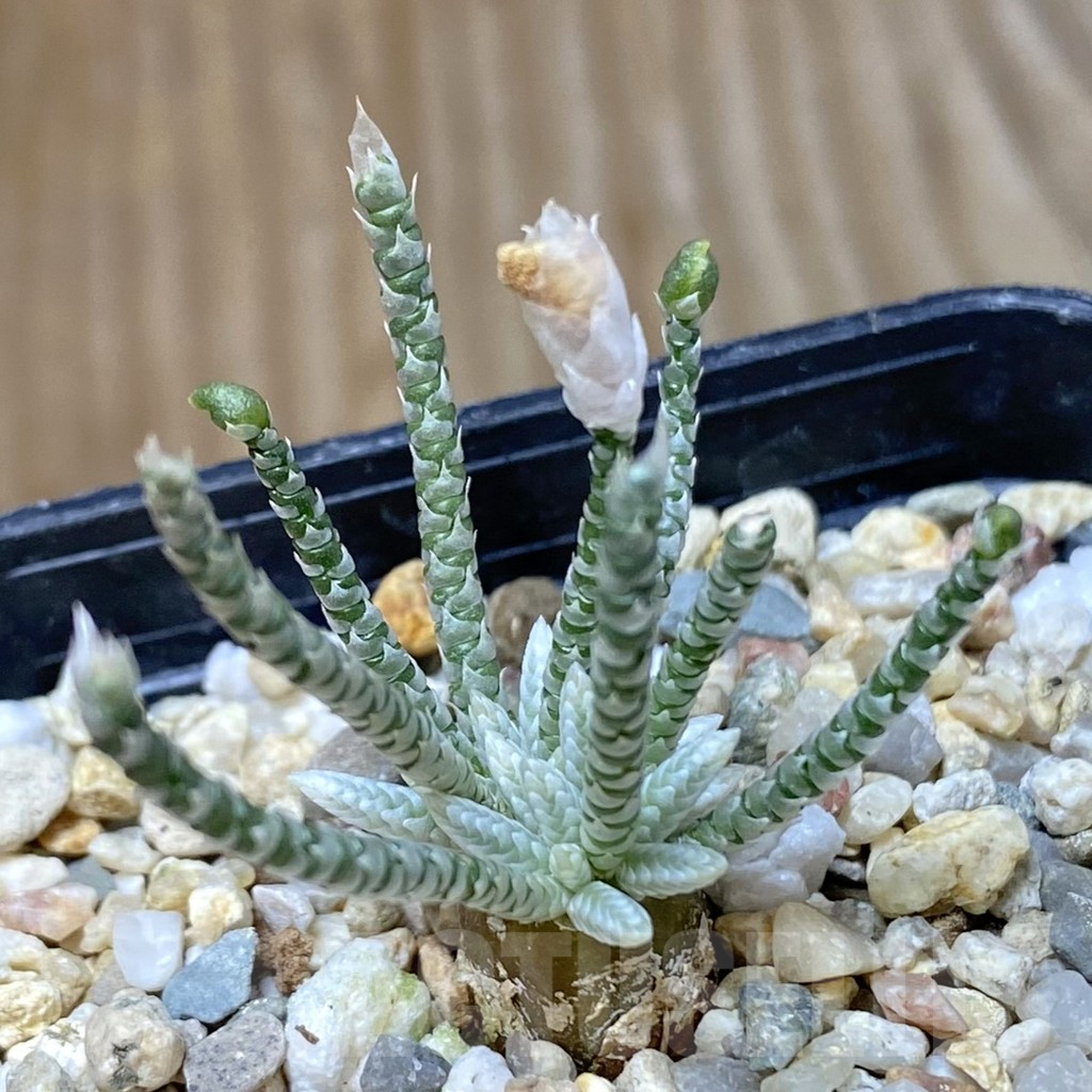 SHPR41621 Avonia alstonii, white flower