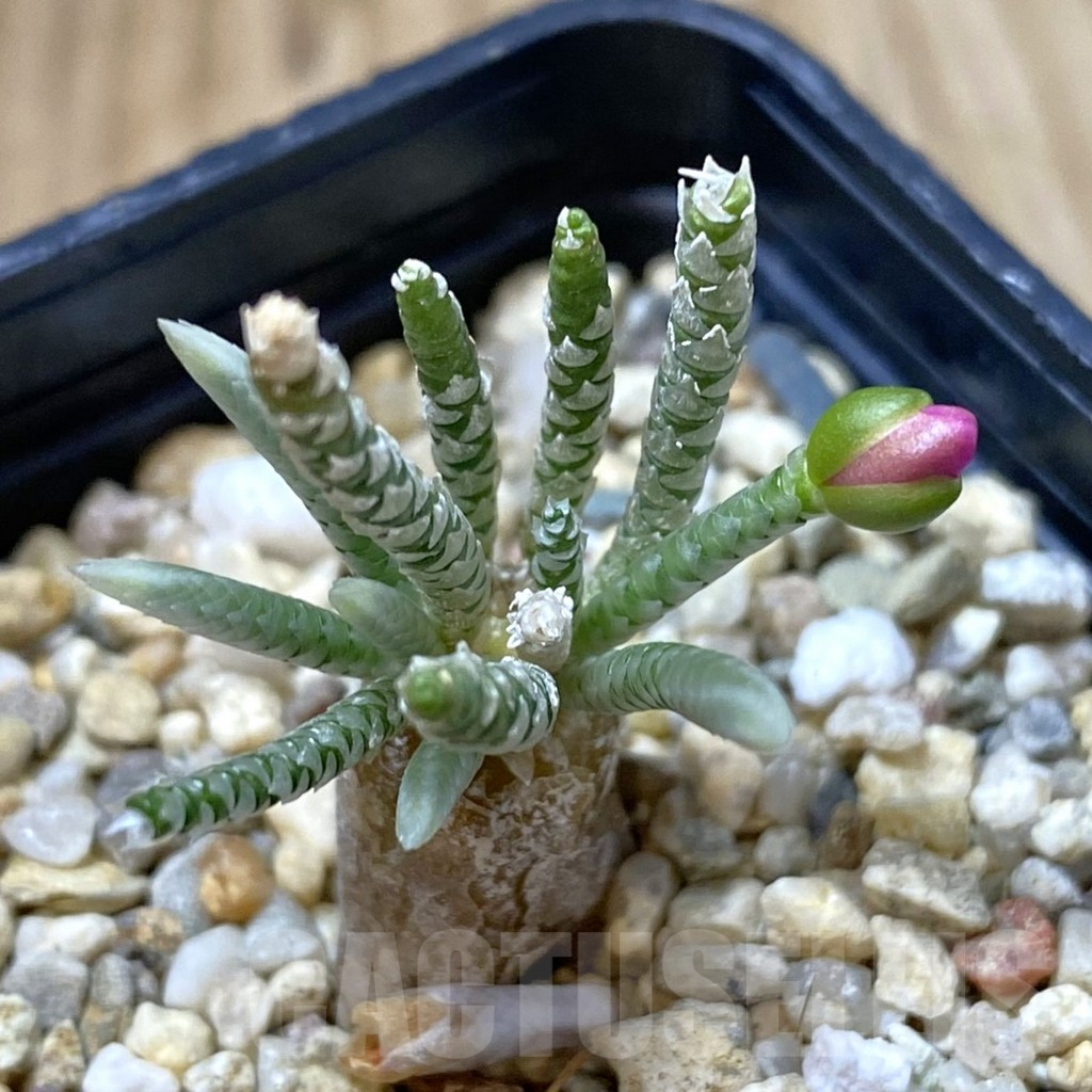 SHPR41622 Avonia alstonii, pink flower