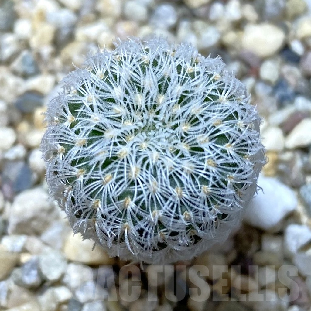 SHPR41623 Frailea densispina