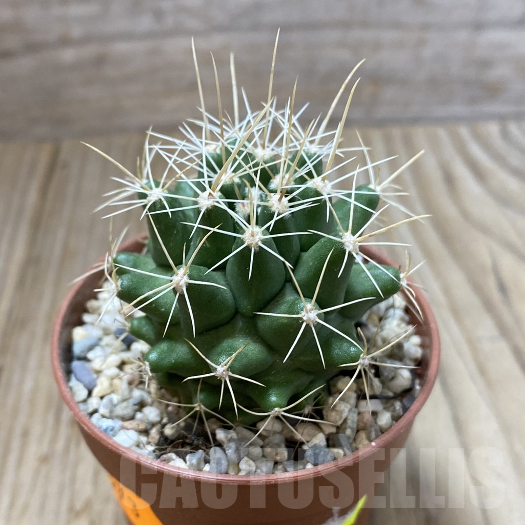 SHPR41573 Thelocactus conothelos v. flavus - Image 2