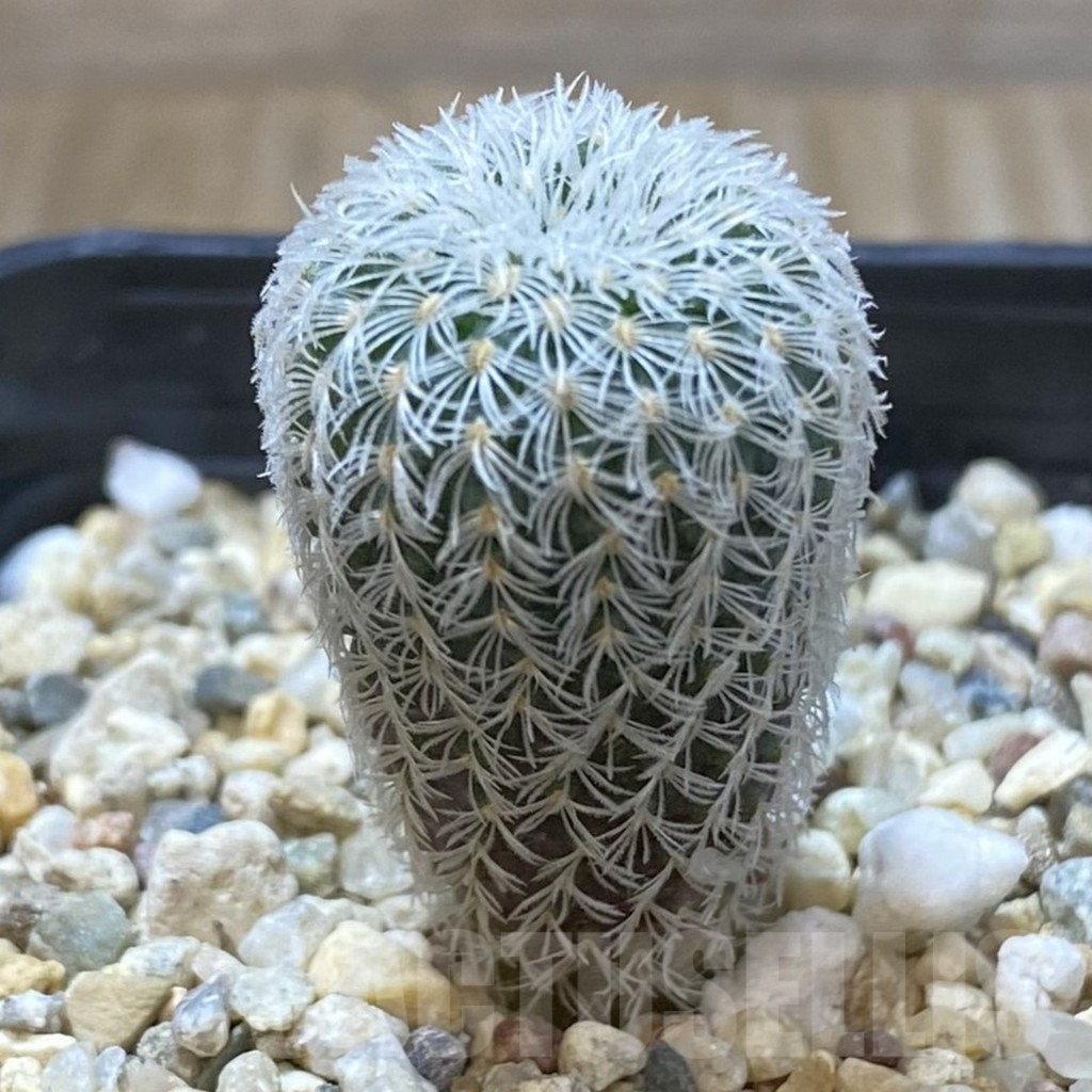 SHPR41623 Frailea densispina - Obrázek 2