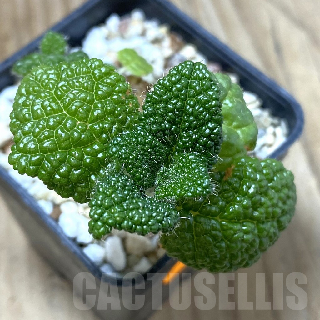 SHPR41626 Sinningia bullata