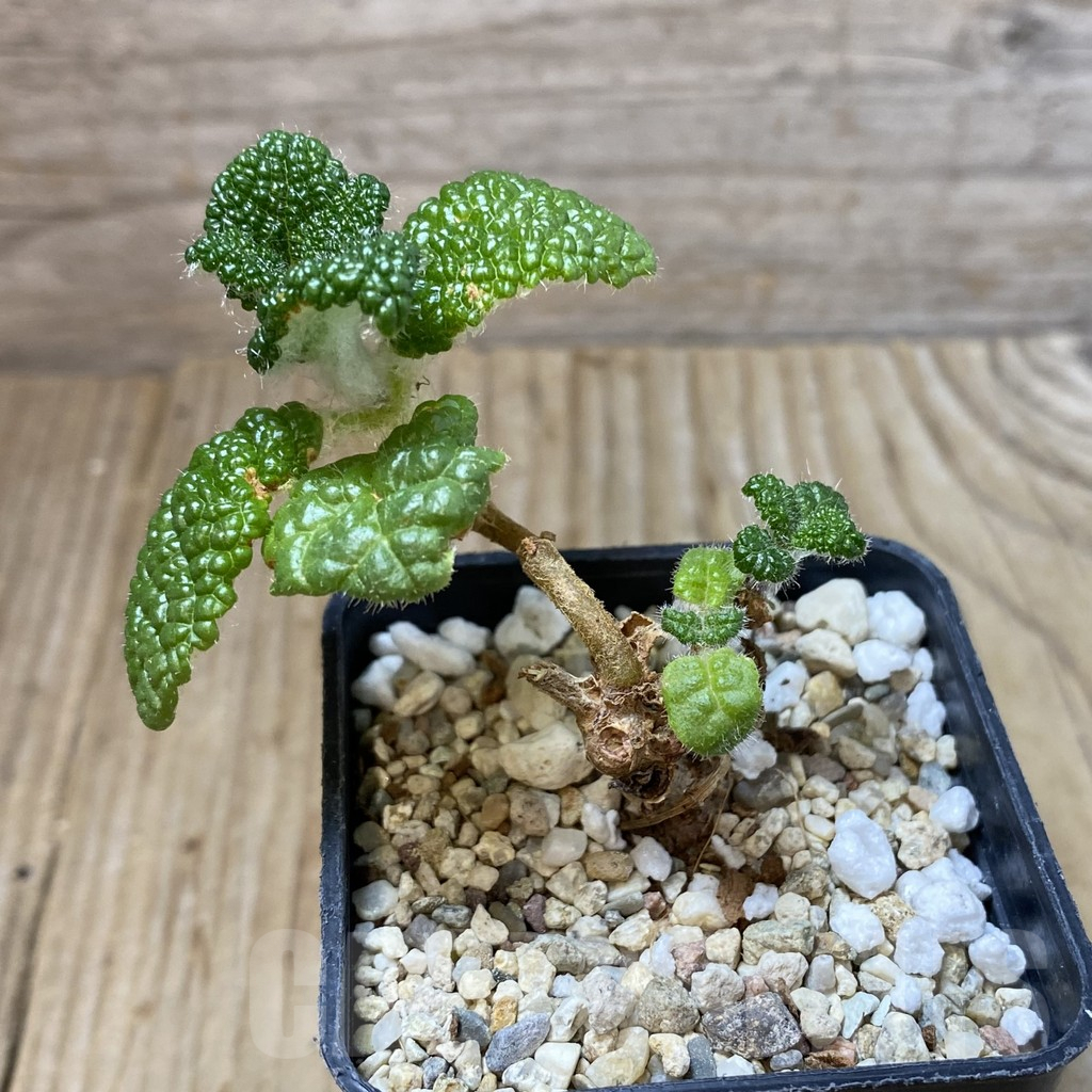 SHPR41626 Sinningia bullata - Obrázek 2