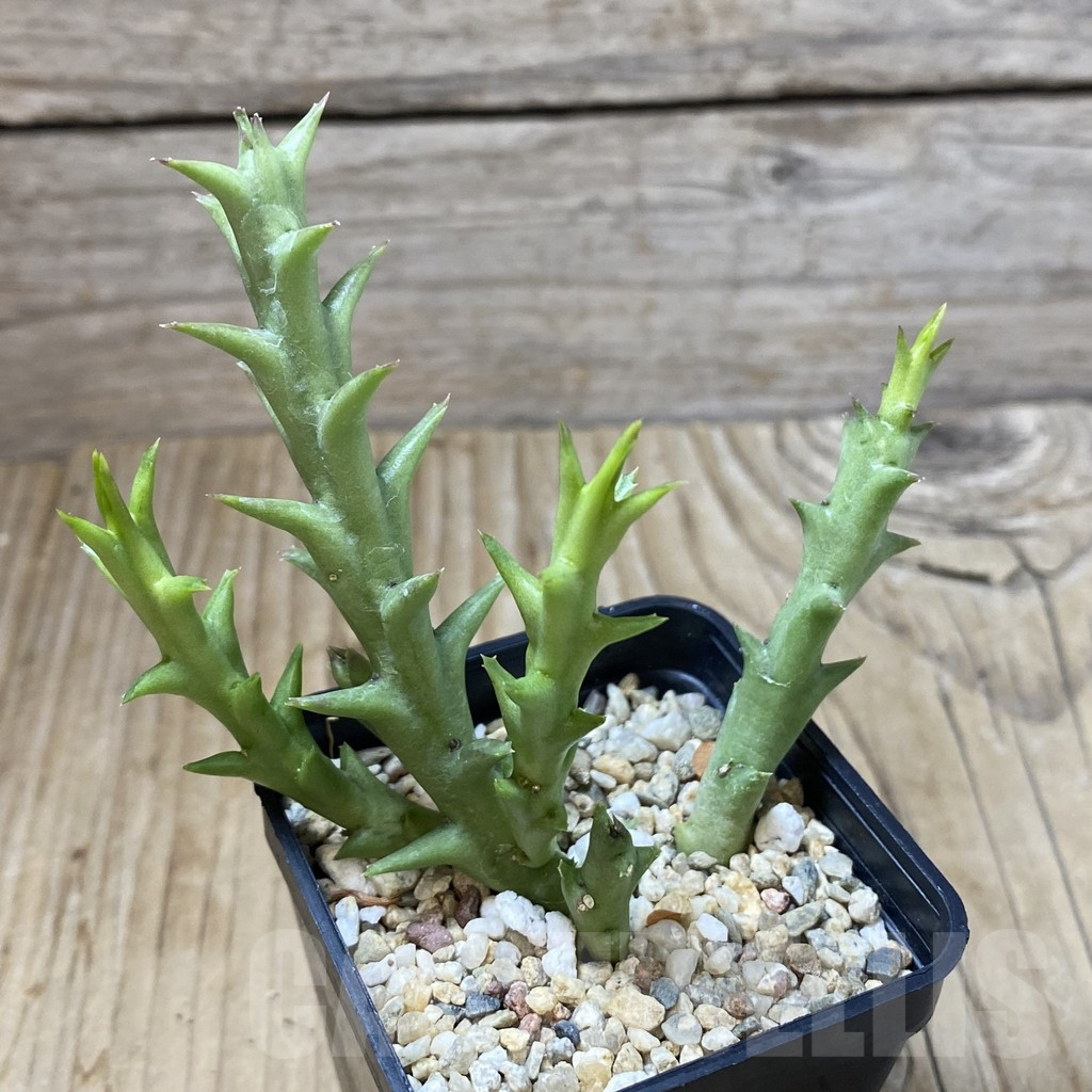 SHPR41627 Orbea speciosa -Golden clone- - Obrázek 2