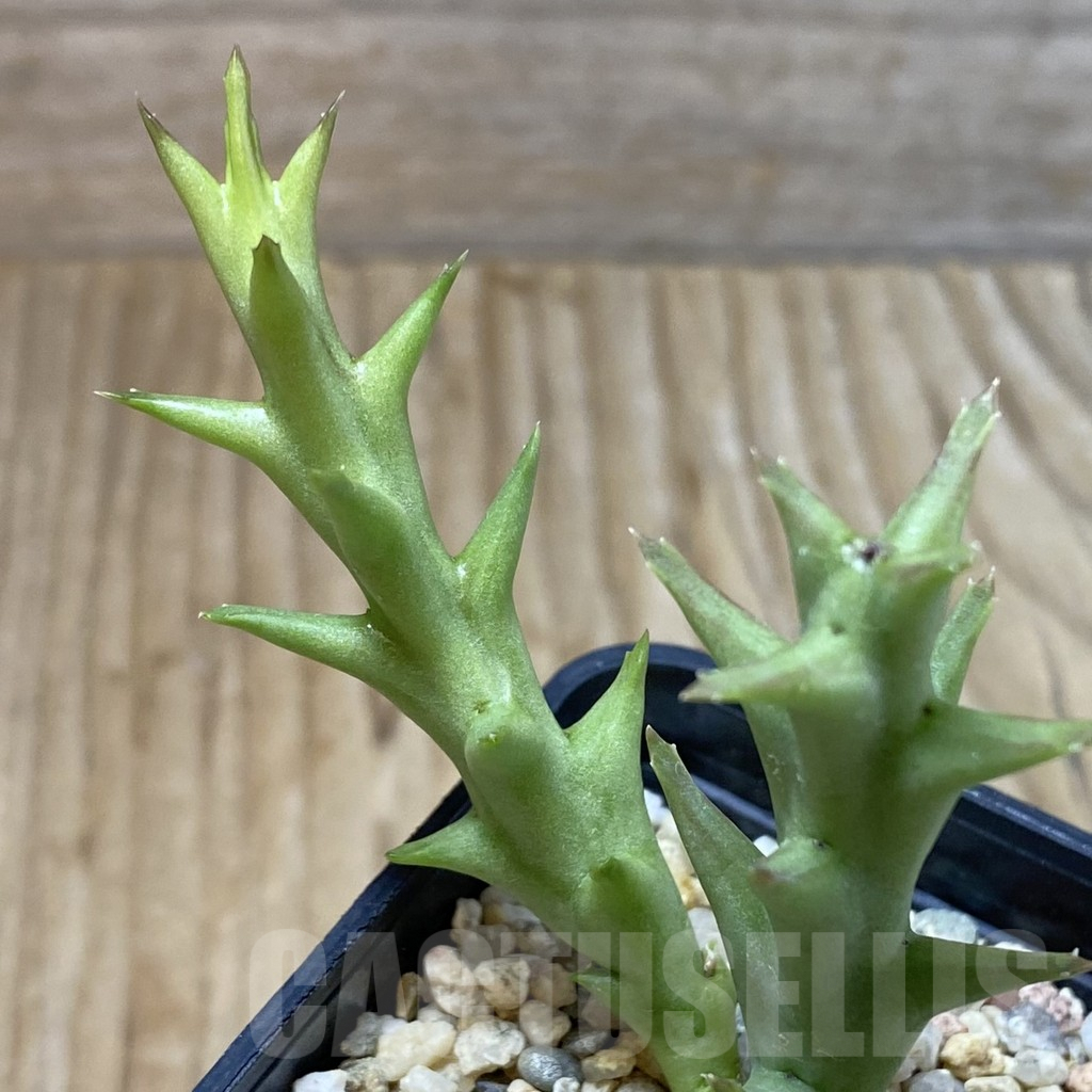 SHPR41628 Orbea speciosa -Golden clone- - Obrázek 2