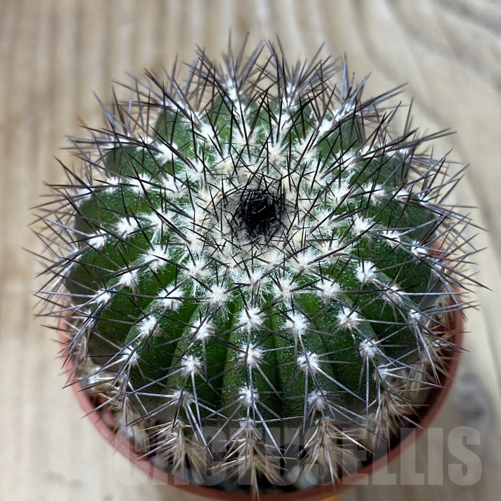 SHPR41574 Uebelmannia pectinifera seedling , own roots