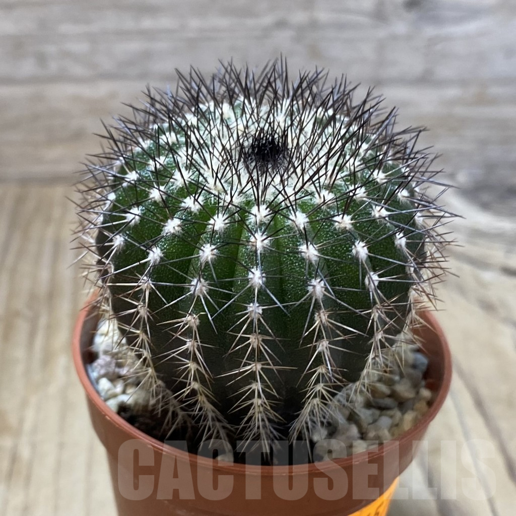 SHPR41574 Uebelmannia pectinifera seedling , own roots - Image 2