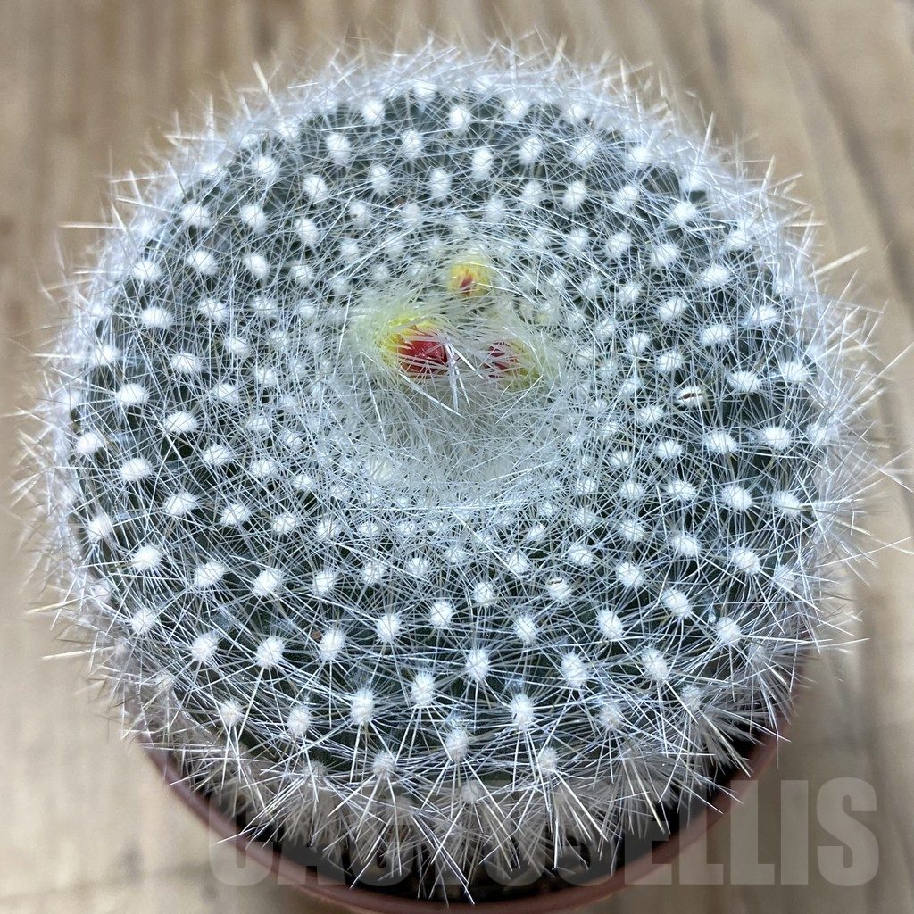 SHPR41577 Notocactus haselbergii