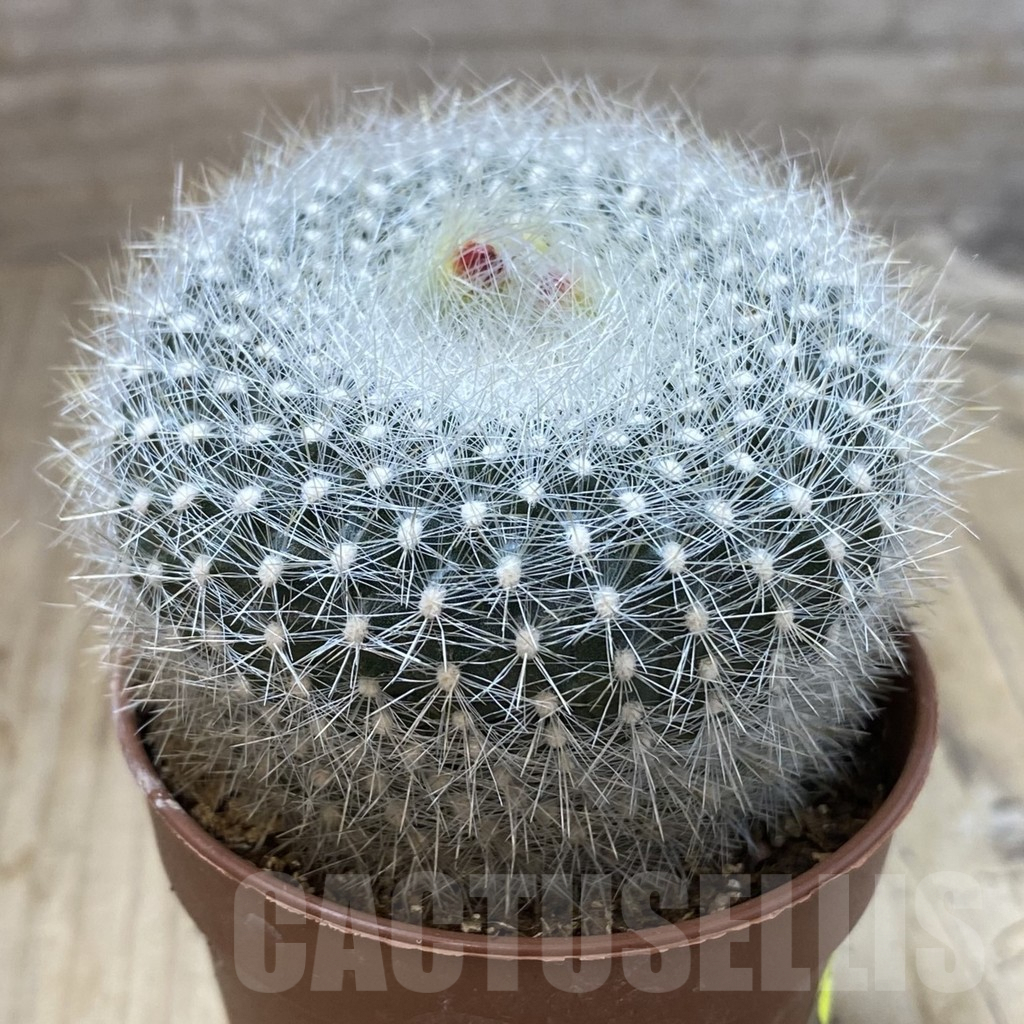 SHPR41577 Notocactus haselbergii – Image 2