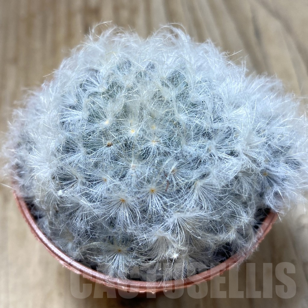 SHPR41578 Mammillaria schiedeana v. plumosa