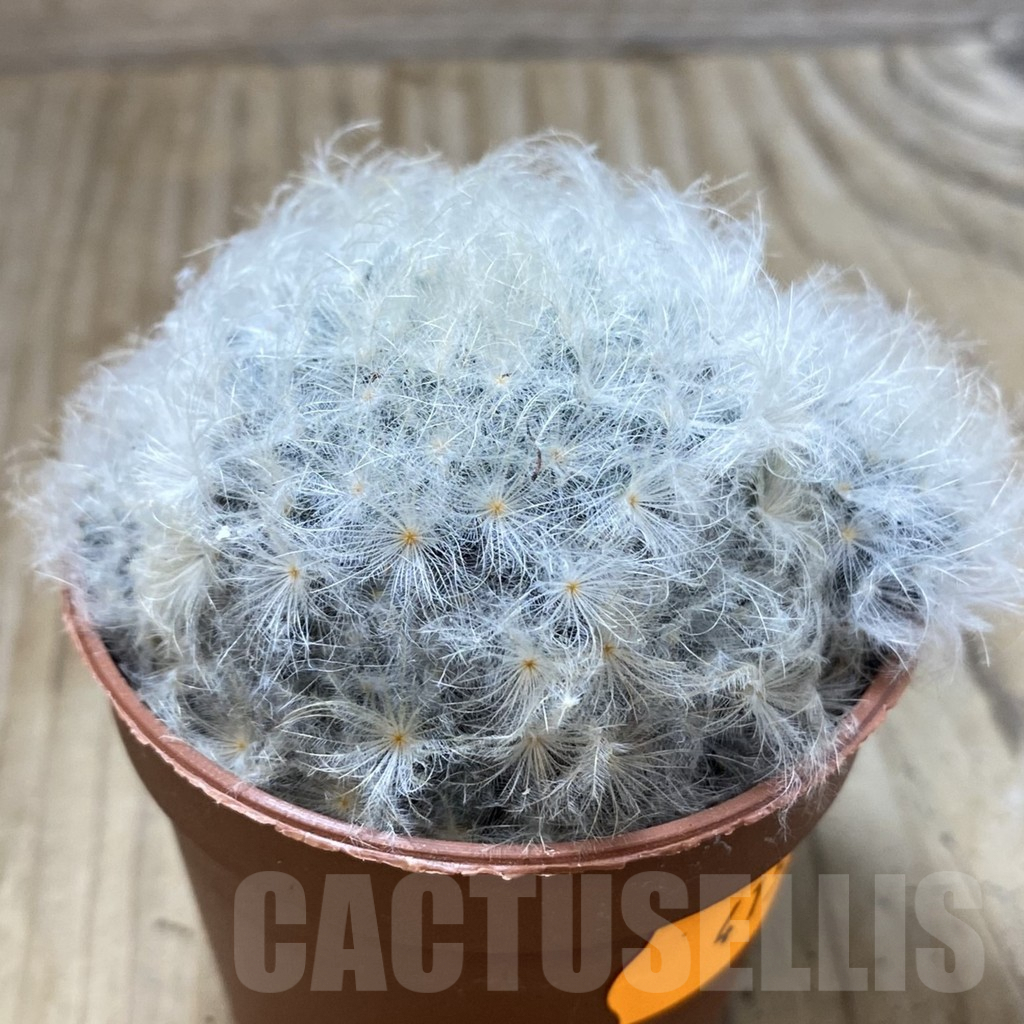 SHPR41578 Mammillaria schiedeana v. plumosa - Image 2