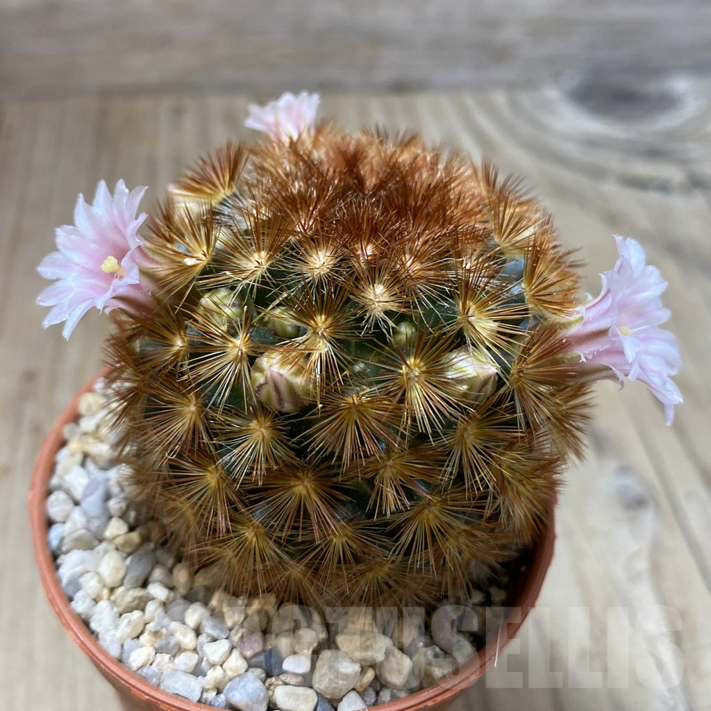 SHPR41580 Mammillaria carmenae f. rubrispina hybrid - Imagen 2