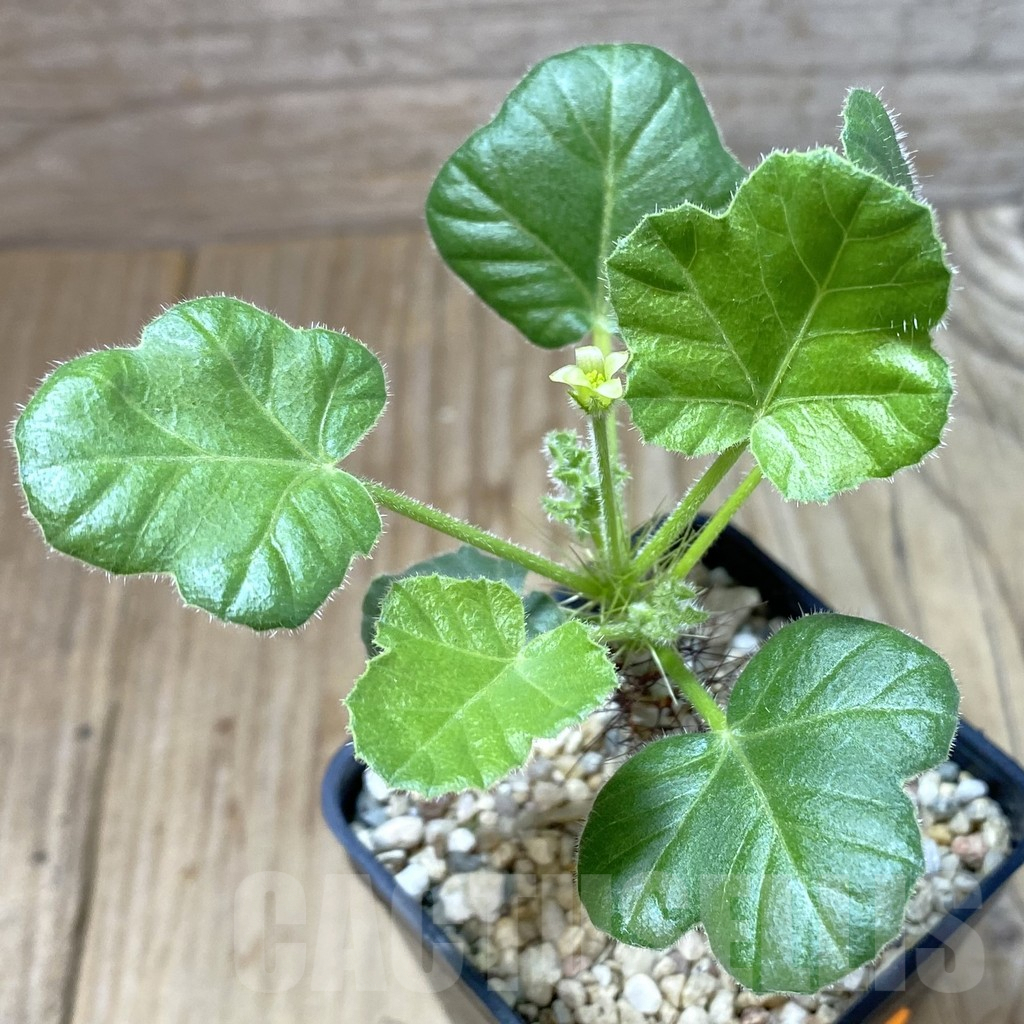 SHPR41569 Jatropha marginata