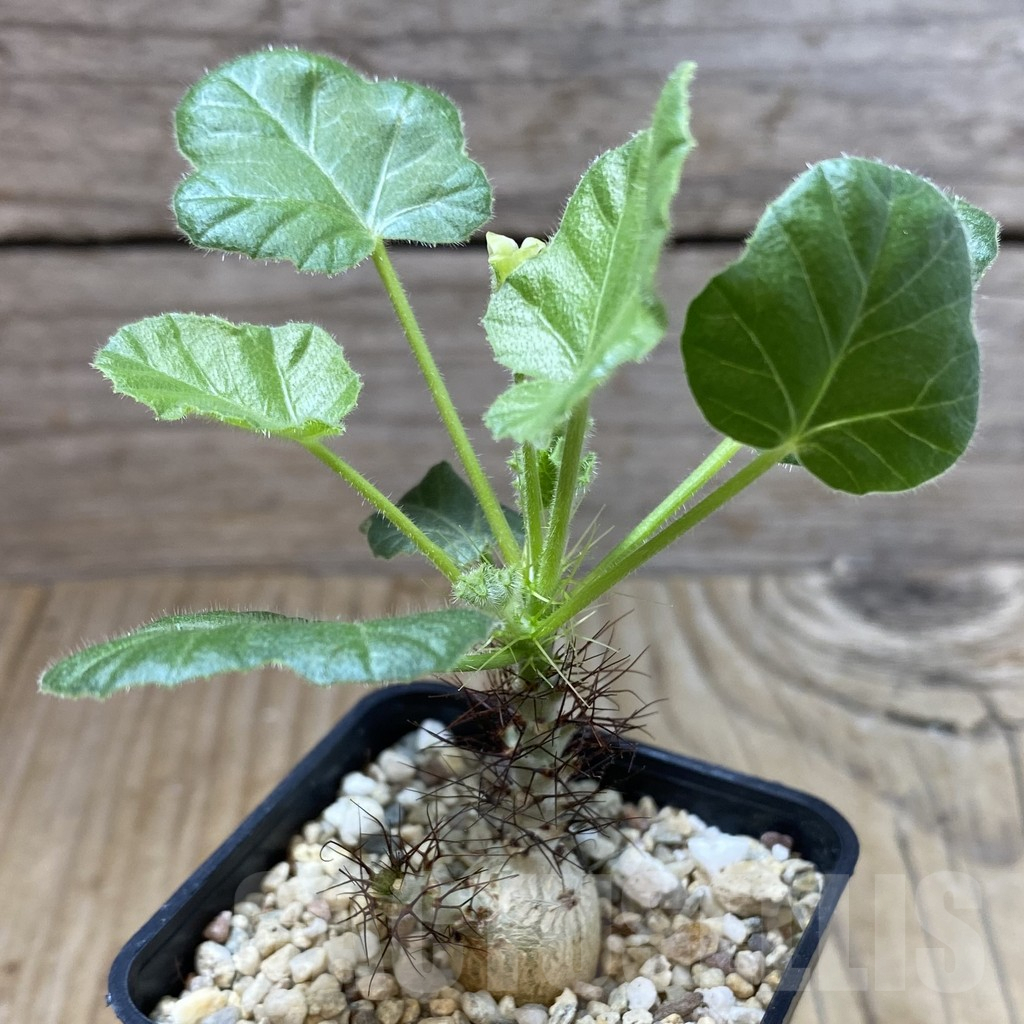 SHPR41569 Jatropha marginata - 画像 (2)