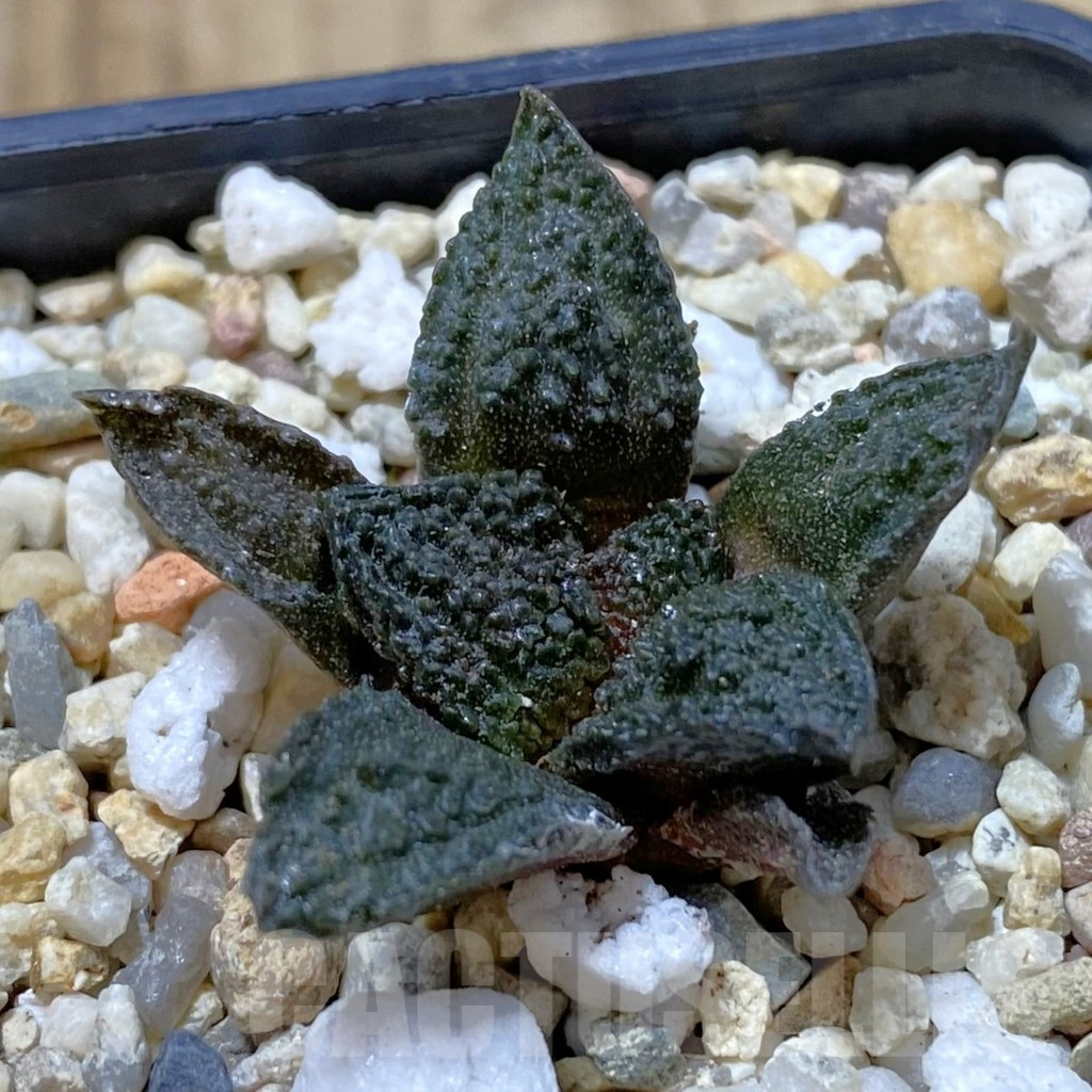 SHPR41585 Ariocarpus fissuratus ‘Godzilla’ hybrid, seedling