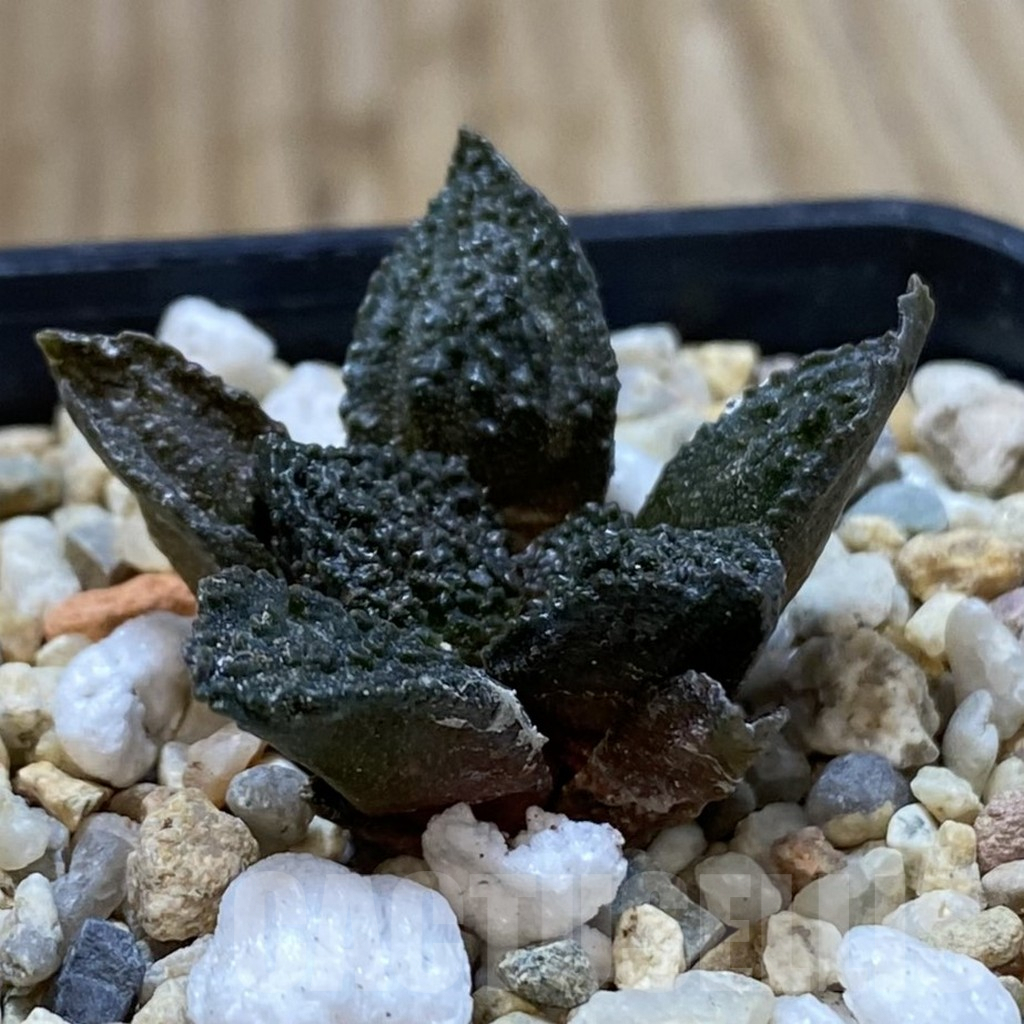 SHPR41585 Ariocarpus fissuratus ‘Godzilla’ hybrid, seedling - Image 2