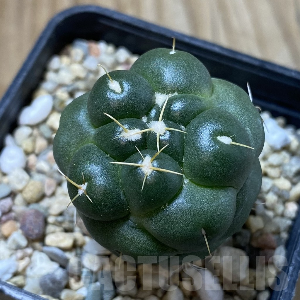 SHPR41588 Coryphantha elephantidens ‘inermis’ - Imagen 2