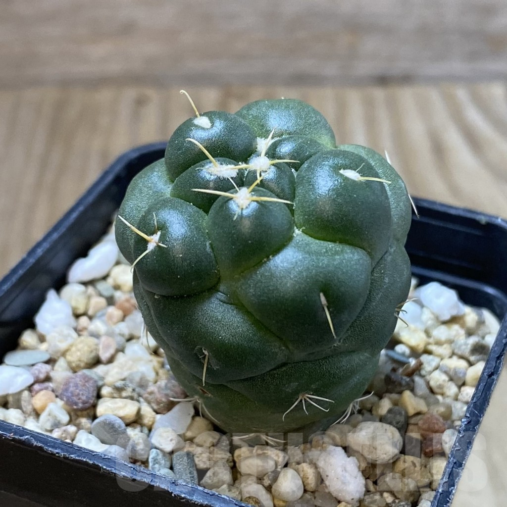 SHPR41588 Coryphantha elephantidens ‘inermis’ - Imagen 3