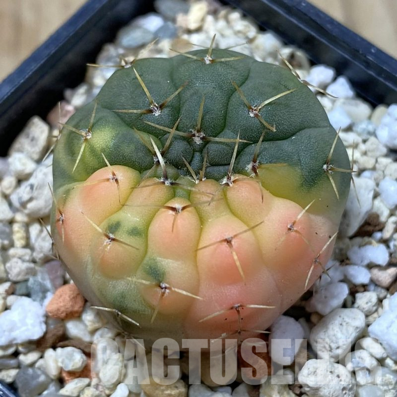 SH2446 Gymnocalycium stellatum f. variegata, seedling