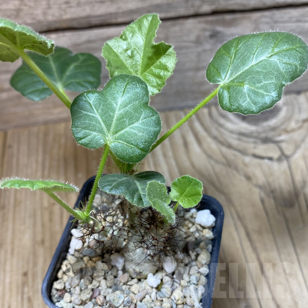 SHPR41570 Jatropha marginata