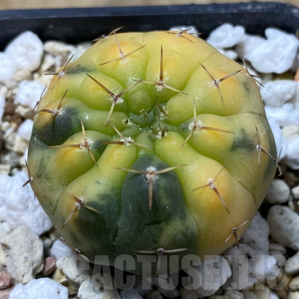 SH2447 Gymnocalycium stellatum f. variegata, seedling