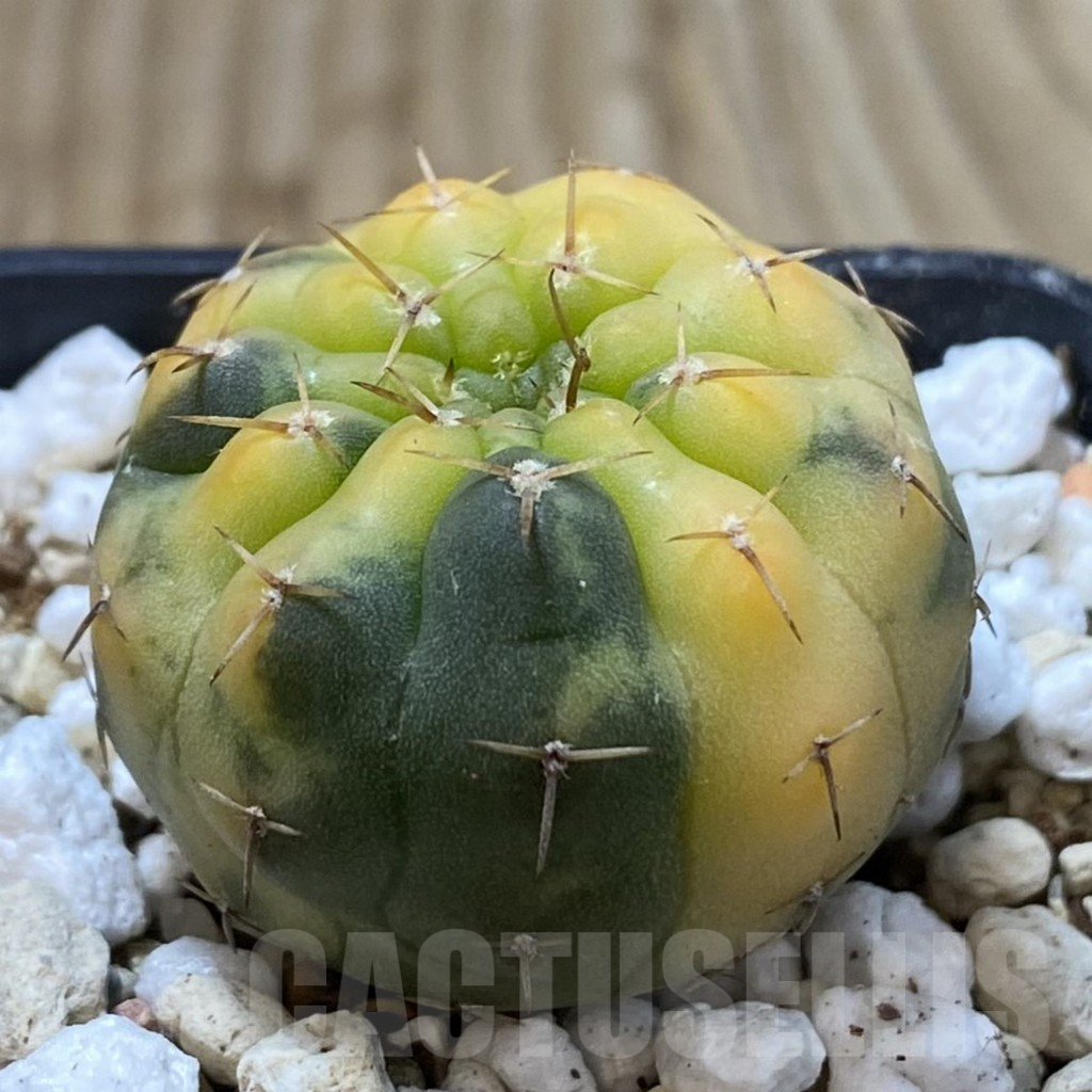 SH2447 Gymnocalycium stellatum f. variegata, seedling - immagine 2