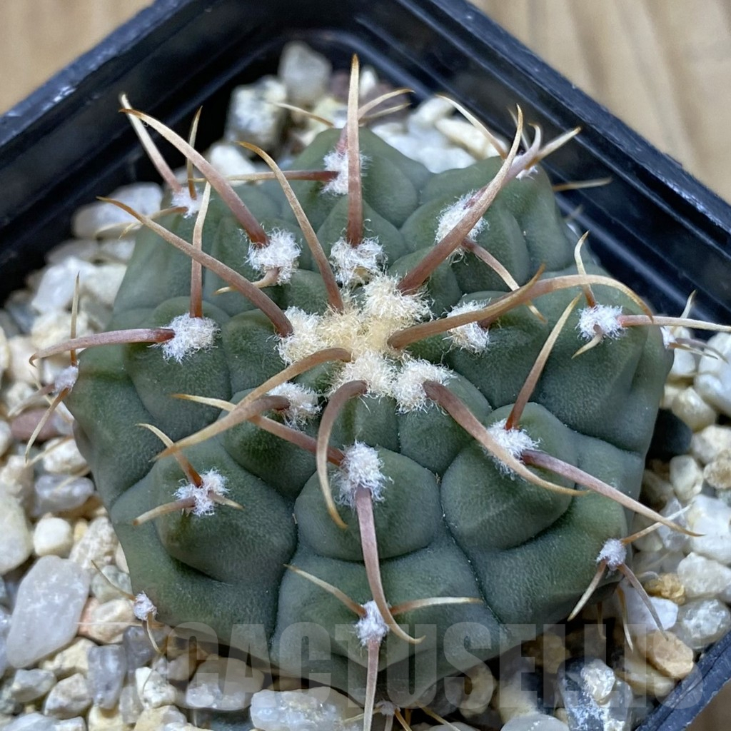 SH2448 Gymnocalycium vatteri -Japan-
