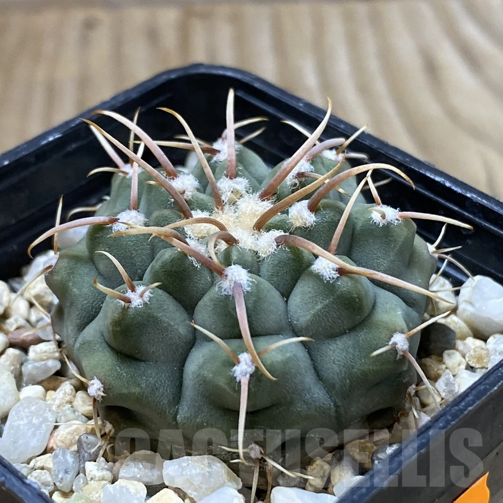 SH2448 Gymnocalycium vatteri -Japan- - Image 2