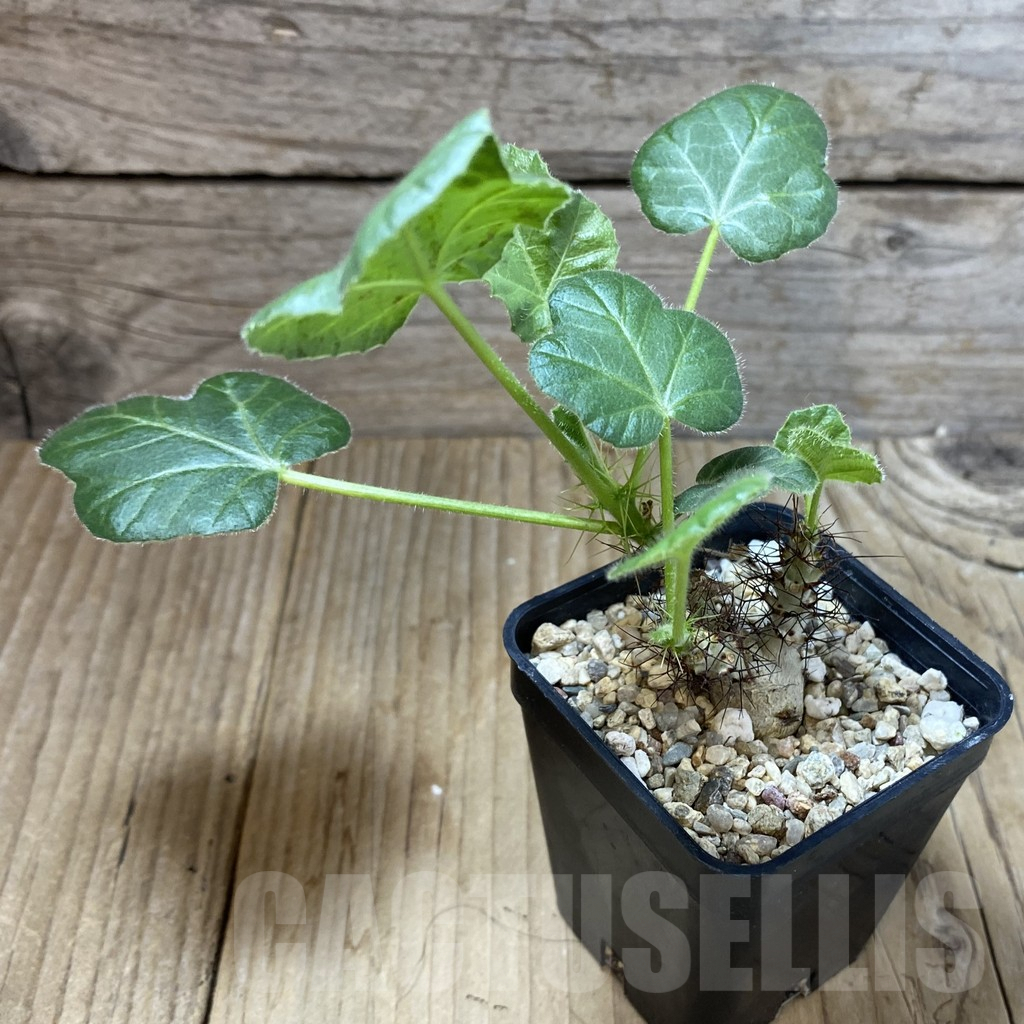 SHPR41570 Jatropha marginata – Bild 2