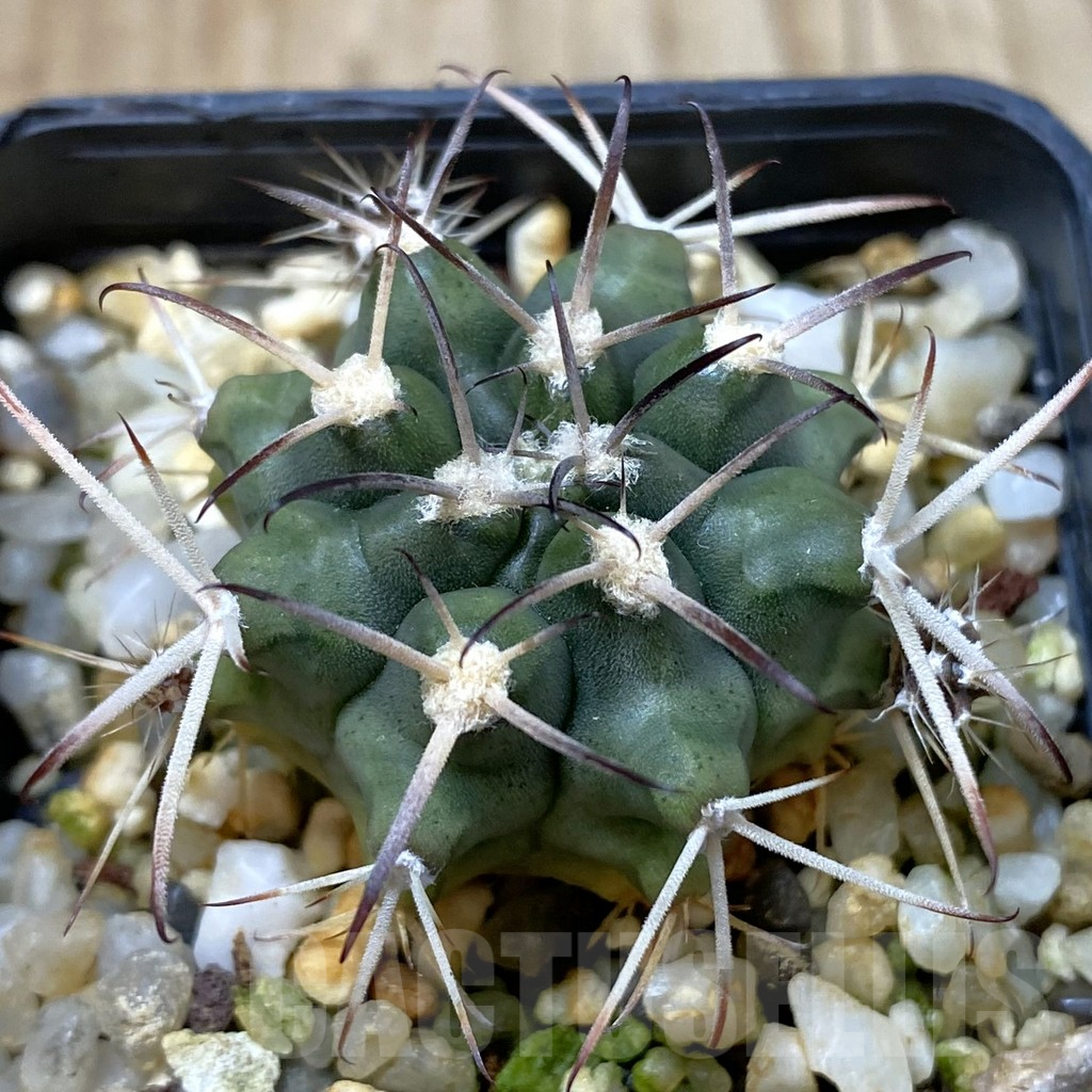 SH2454 Gymnocalycium delaetii