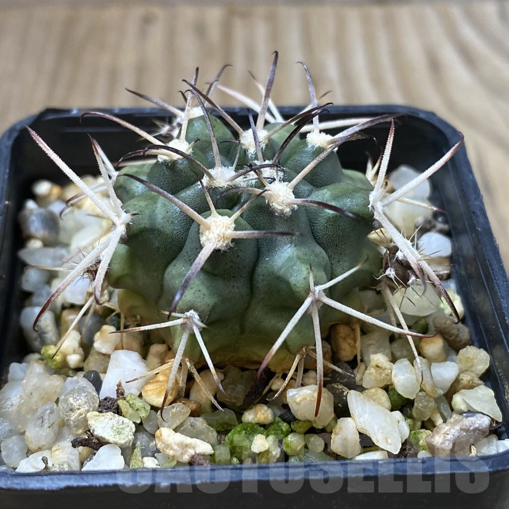 SH2454 Gymnocalycium delaetii – Image 2