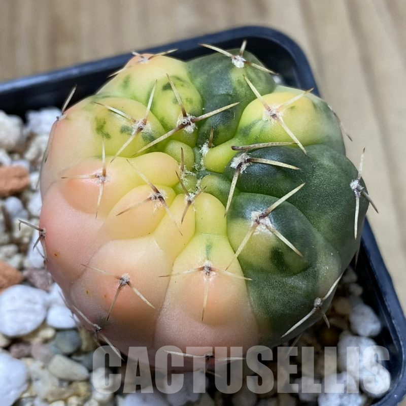 SH2484 Gymnocalycium stellatum f. variegata, seedling
