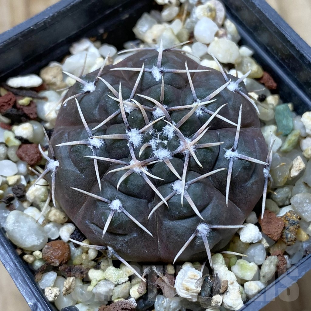 SHPR41823 Gymnocalycium kieslingii v. castaneum P220