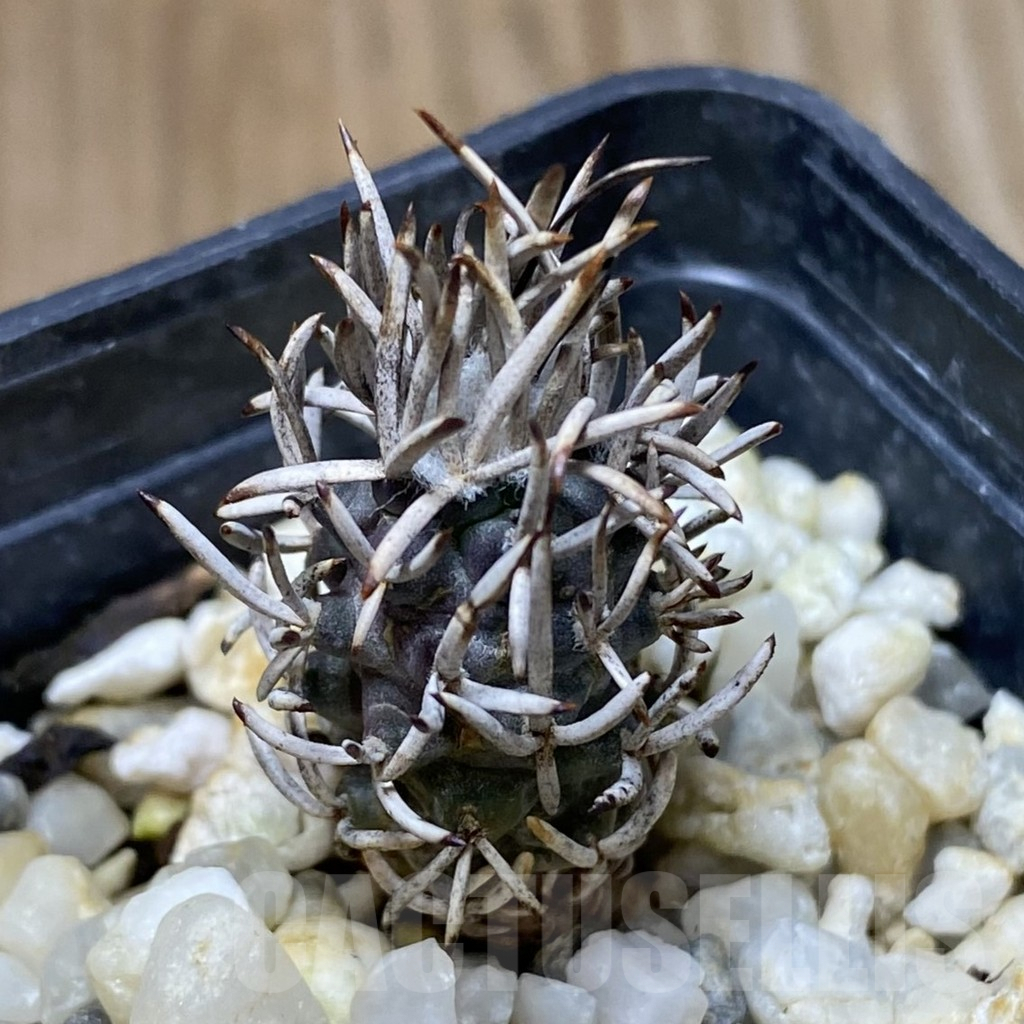 SHPR41790 Turbinicarpus flaviflorus
