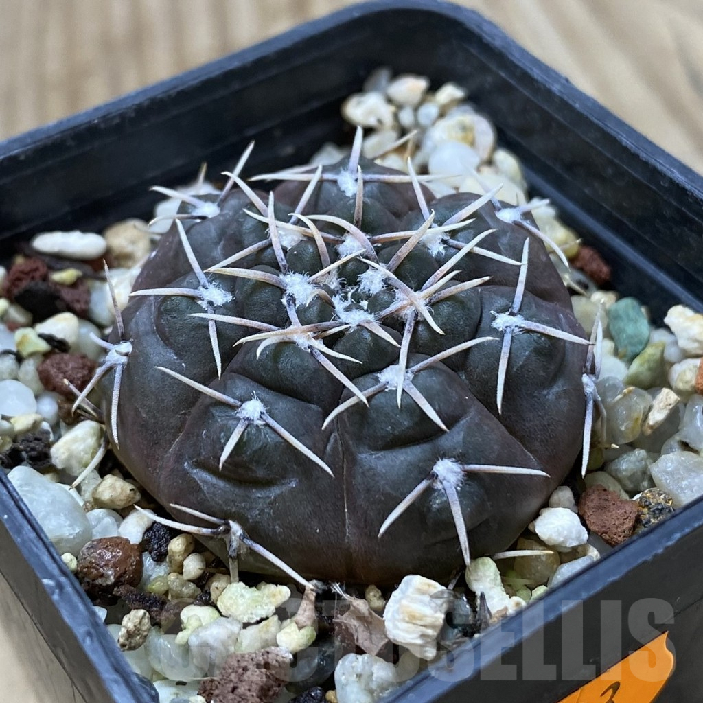 SHPR41823 Gymnocalycium kieslingii v. castaneum P220 – Bild 2