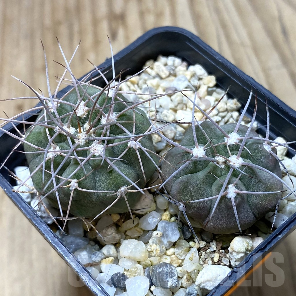 SHPR41825 Gymnocalycium castellanosii v. armillatum P 217, 2 plants