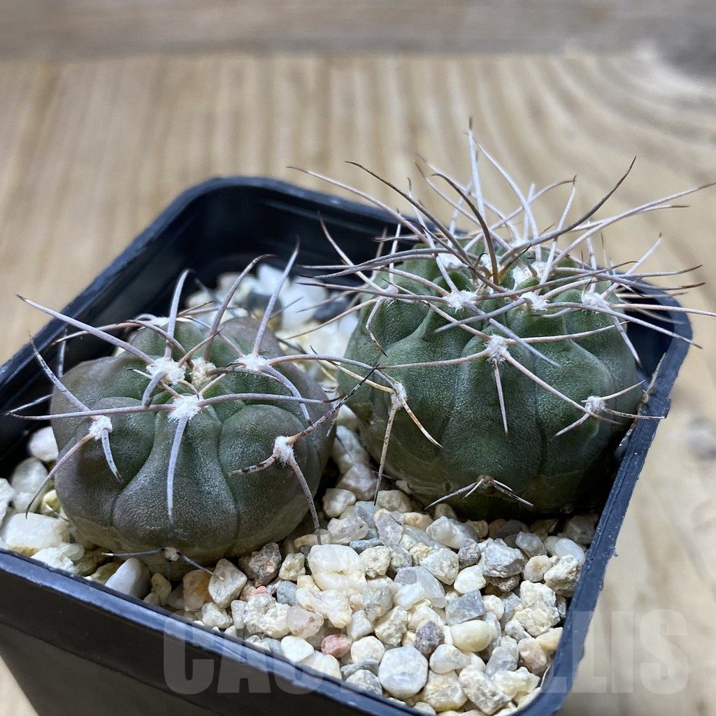 SHPR41825 Gymnocalycium castellanosii v. armillatum P 217, 2 plants – Bild 2